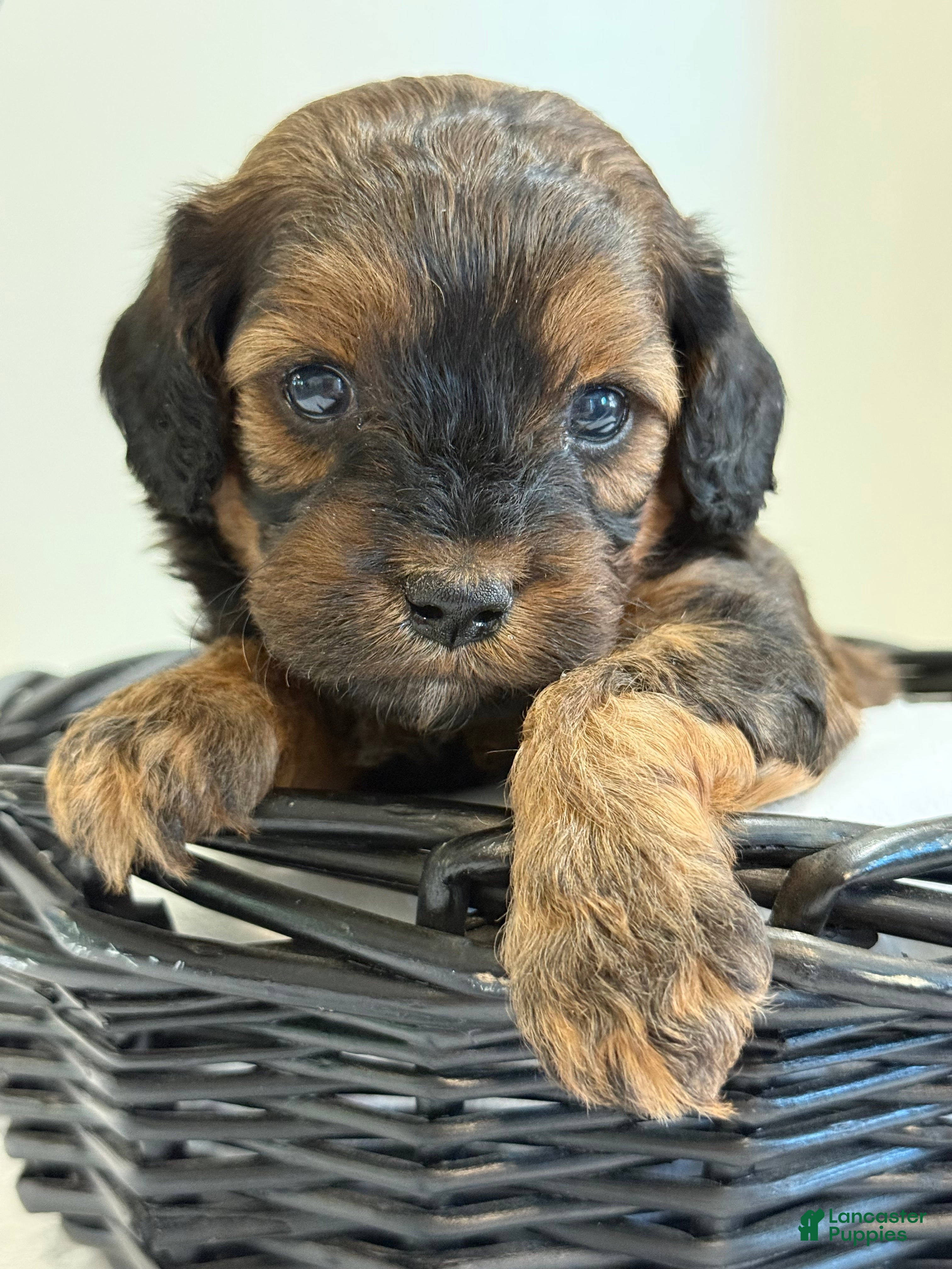 Cavapoo dogs Coffee Cavapoo  - Ad 1
