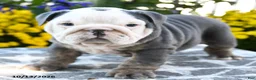 English Bulldog dogs for sale: Tallulah - Ad 2