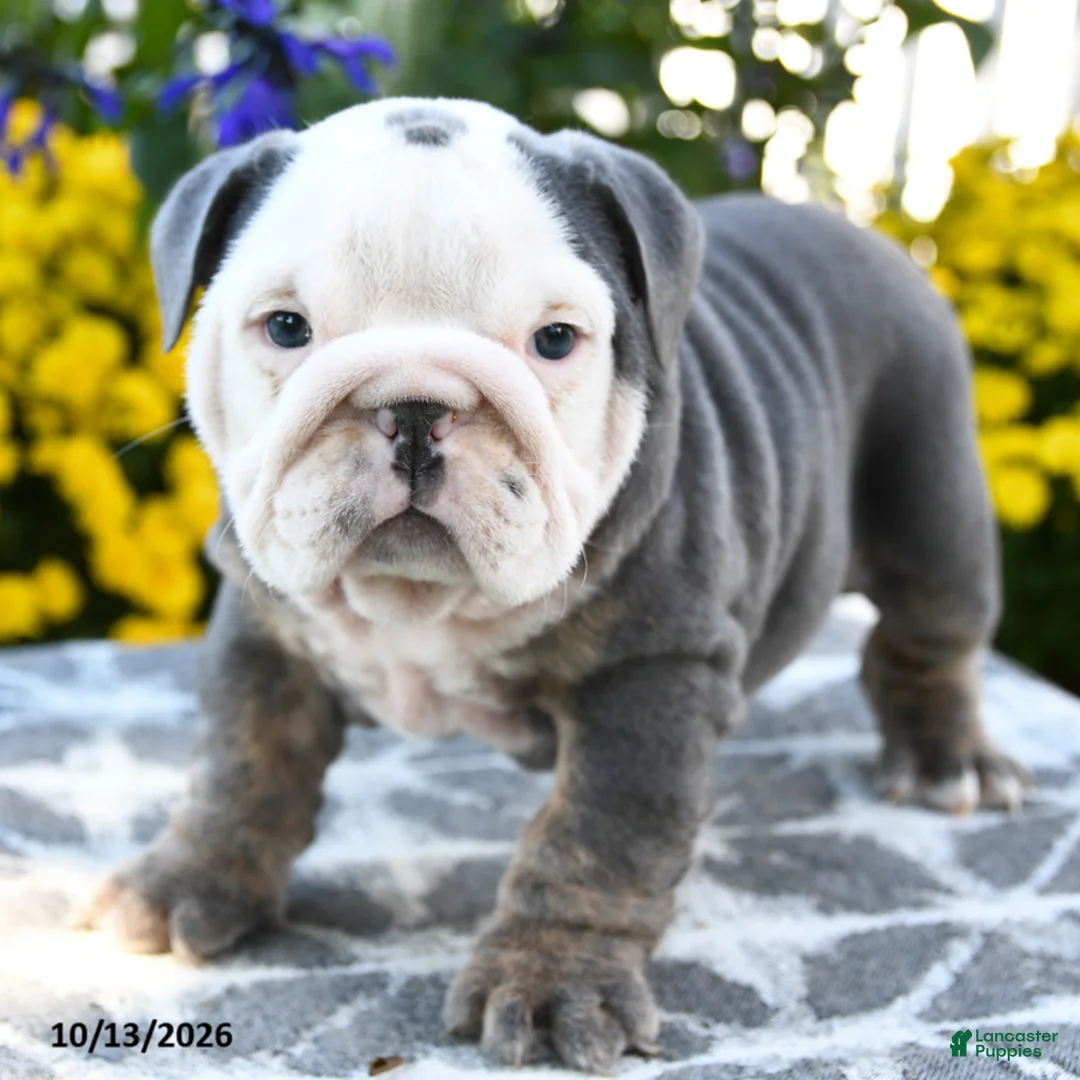 English Bulldog dogs for sale: Tallulah - Ad 2