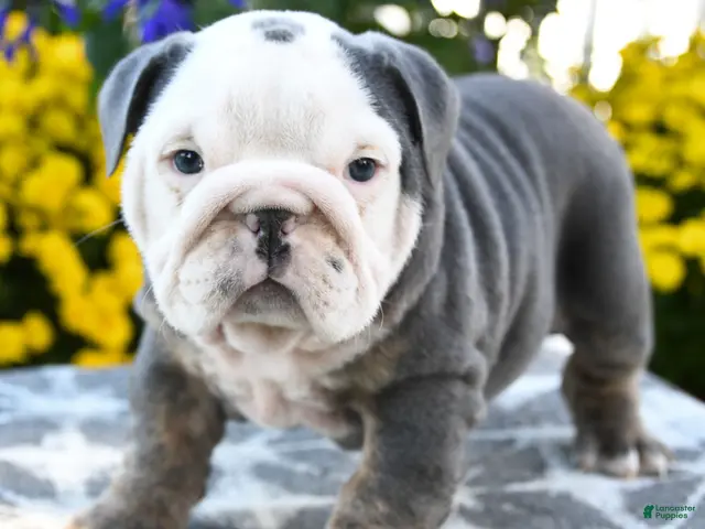 English Bulldog dogs for sale: Tallulah - Ad 2