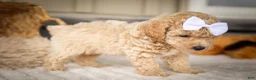 Miniature Poodle dogs for sale: Jenson ✨ - Ad 10