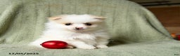 Pomeranian dogs for sale: Snow  - Ad 4