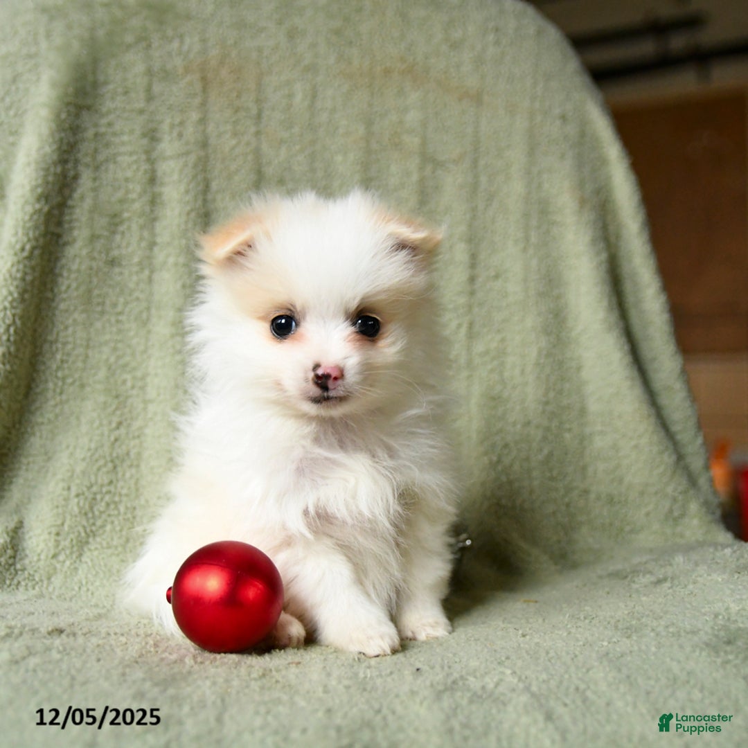 Pomeranian dogs for sale: Snow  - Ad 4