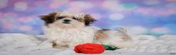 Malshi dogs for sale: Theo - Ad 5
