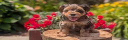 Yorkiepoo dogs for sale: Zoey - Ad 6