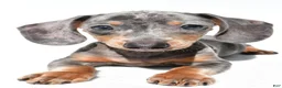 Dachshund dogs for sale: Teddy - Ad 5