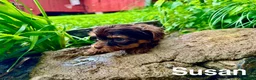 Yorkshire Terrier dogs for sale: Susan - Ad 1