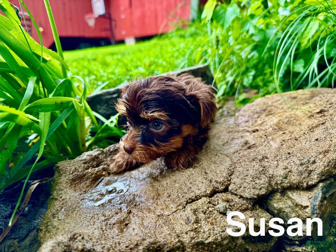 Yorkshire Terrier dogs for sale: Susan - Ad 1