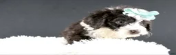 Mini Aussiedoodle dogs for sale: Dora - Ad 4