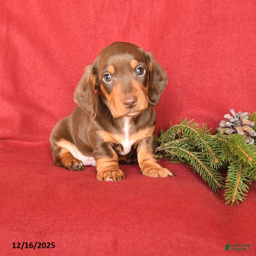 Dachshund dogs Rolo - Ad 28