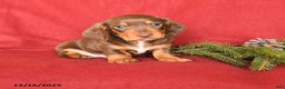 Dachshund dogs for sale: Rolo - Ad 1