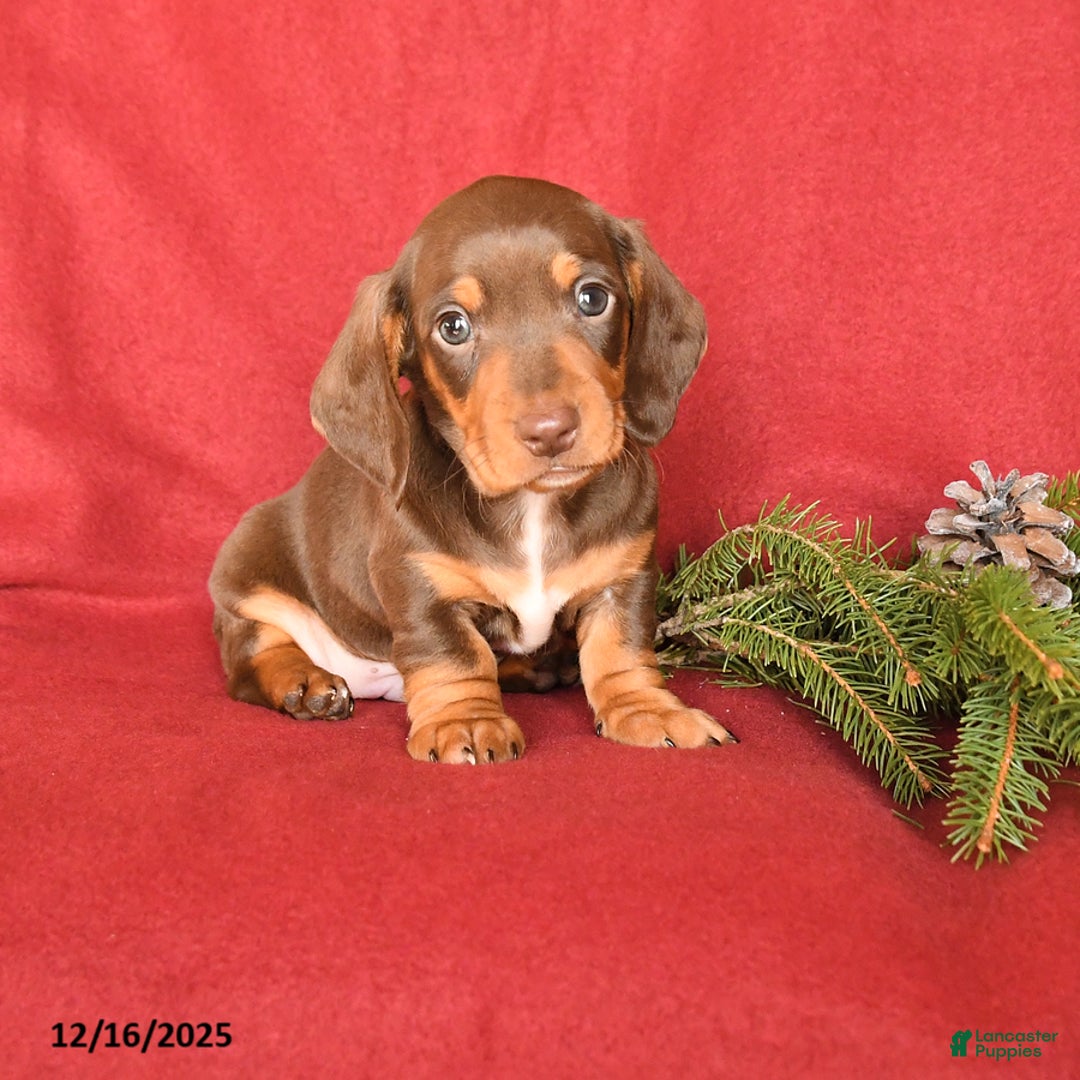 Dachshund dogs for sale: Rolo - Ad 1