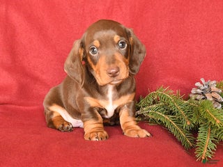Dachshund dogs Rolo - Ad 28