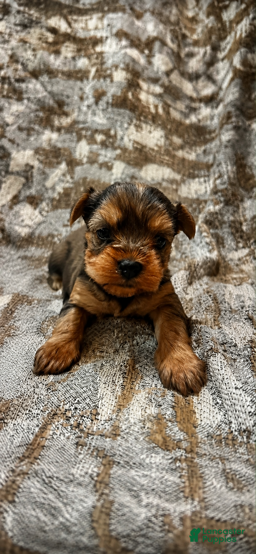 Yorkshire Terrier dogs Yorkshire Terrier 1 - Ad 21