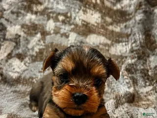 Yorkshire Terrier dogs Yorkshire Terrier 1 - Ad 21