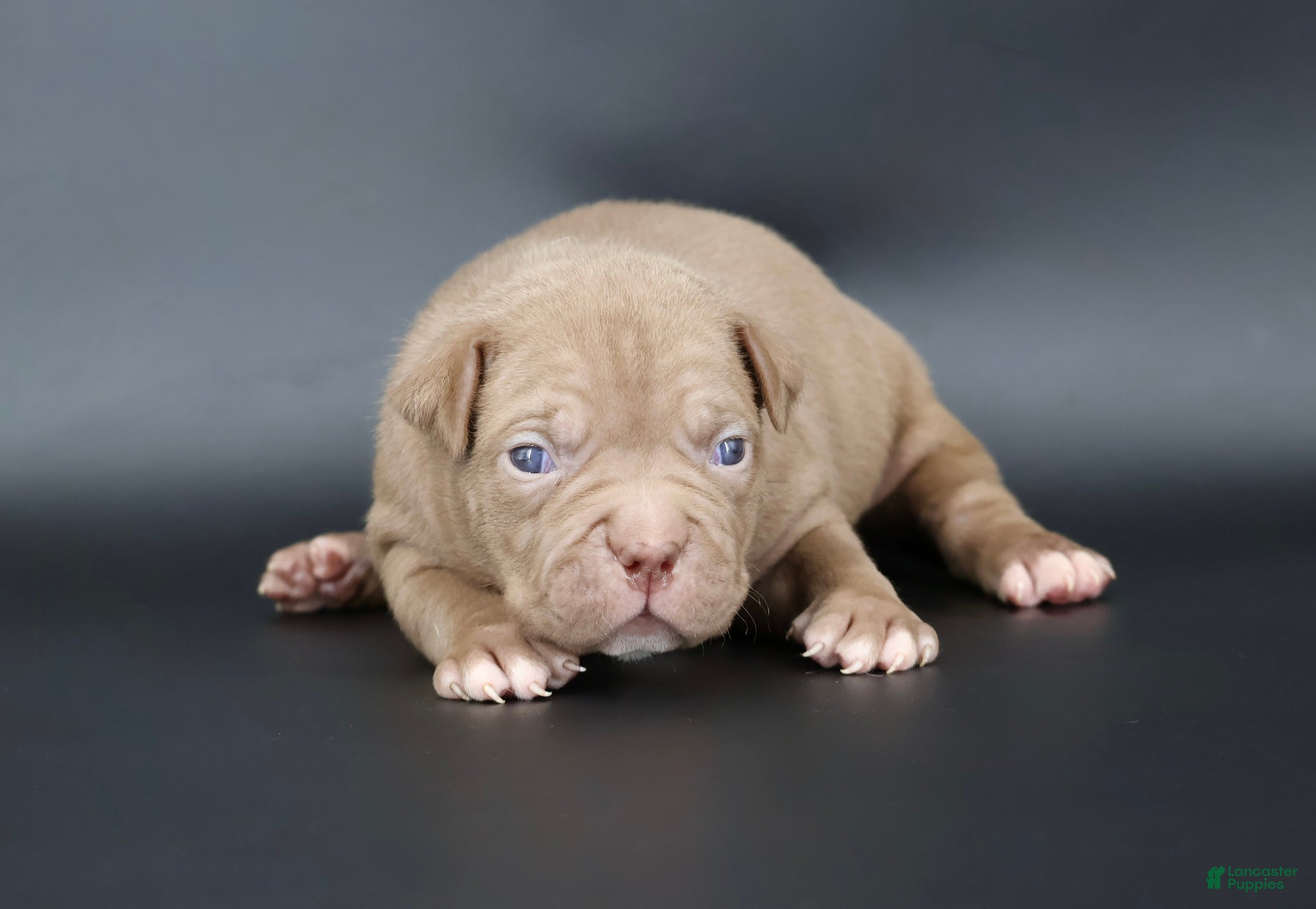 American Bully dogs Grace - Ad 36