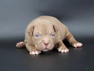 American Bully dogs Grace - Ad 5