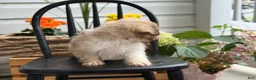Shih Tzu dogs for sale: Jasper - Ad 12