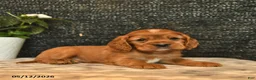Cockalier dogs for sale: Valentino - Ad 5