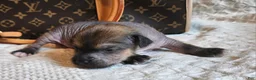 Mixed Breed dogs for sale:  Boss  - Ad 8