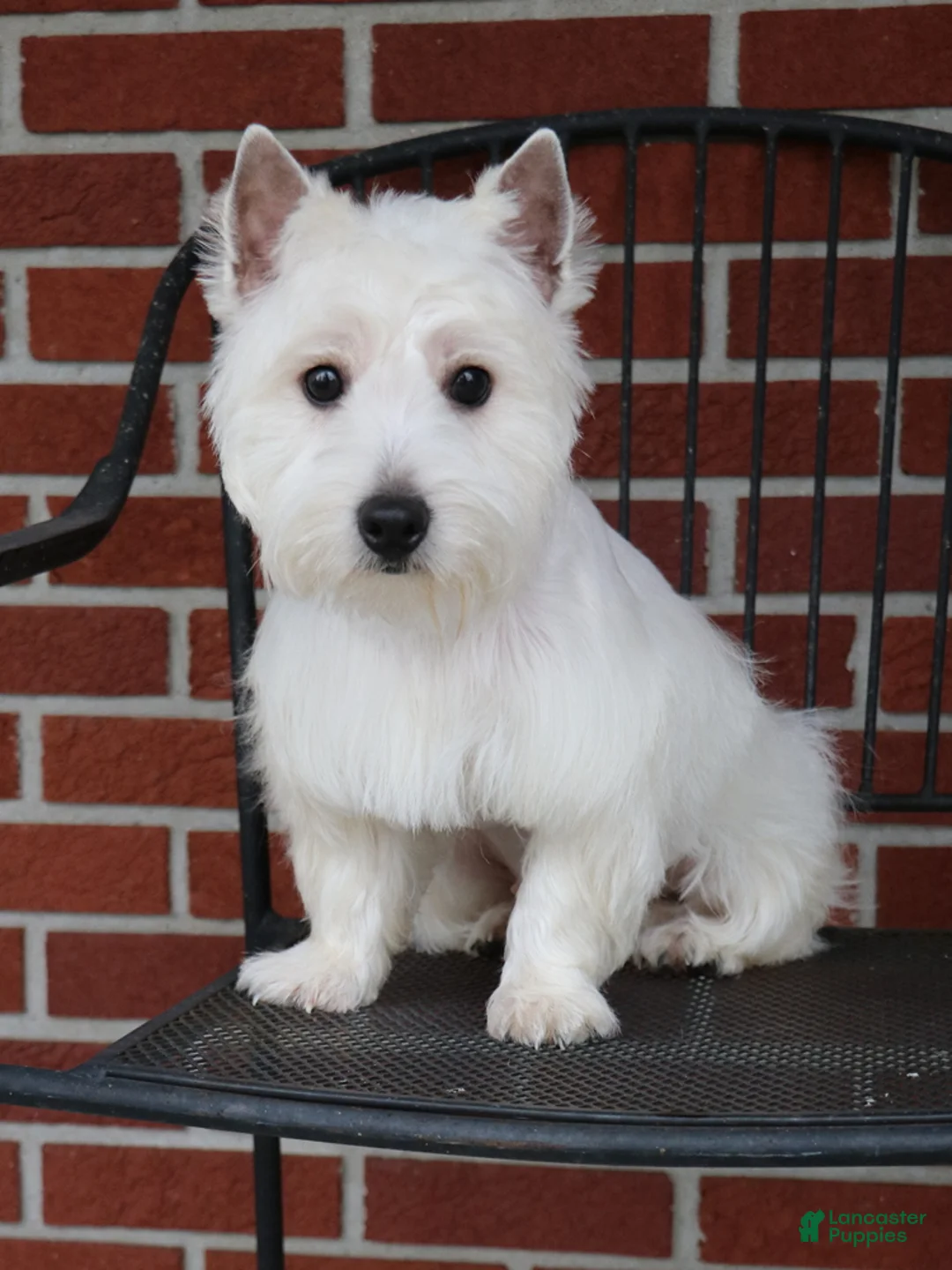 West Highland Terrier dogs for sale: Wren - Ad 8