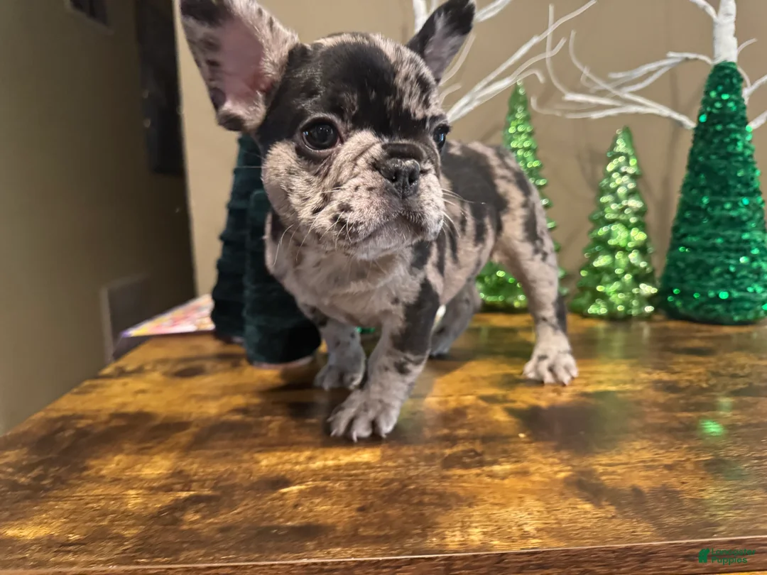 French Bulldog dogs for sale: French Bulldog Puppy 2 - Ad 9