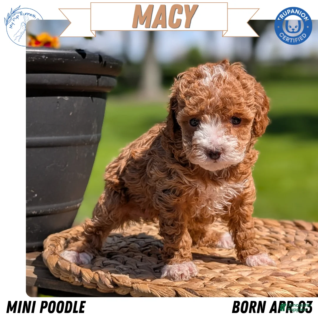 Miniature Poodle dogs for sale: Macy - Ad 1