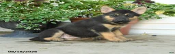 Gerberian Shepsky dogs for sale: Theodore - Ad 3