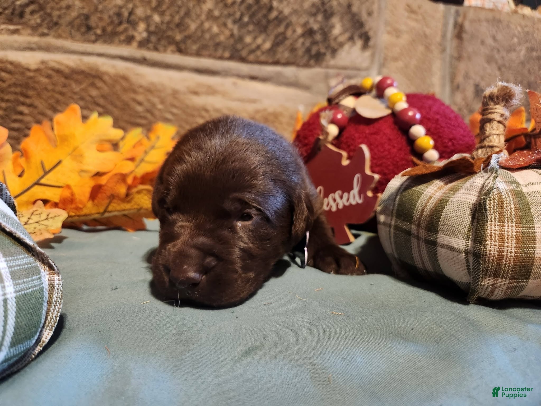 Labrador Retriever dogs Thelma Lou/White collar Chocolate Female - Ad 15