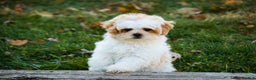Shihpoo dogs for sale: Fargo - Ad 4