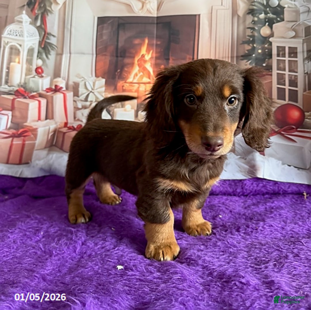 Miniature Dachshund dogs for sale: Cherry - Ad 3