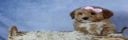 Mini Goldendoodle dogs for sale: 🐾 Meet Nixie – F2B Mini Goldendoodle Puppy 🐾 - Ad 6