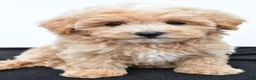Maltipoo dogs for sale: Baily - Ad 6