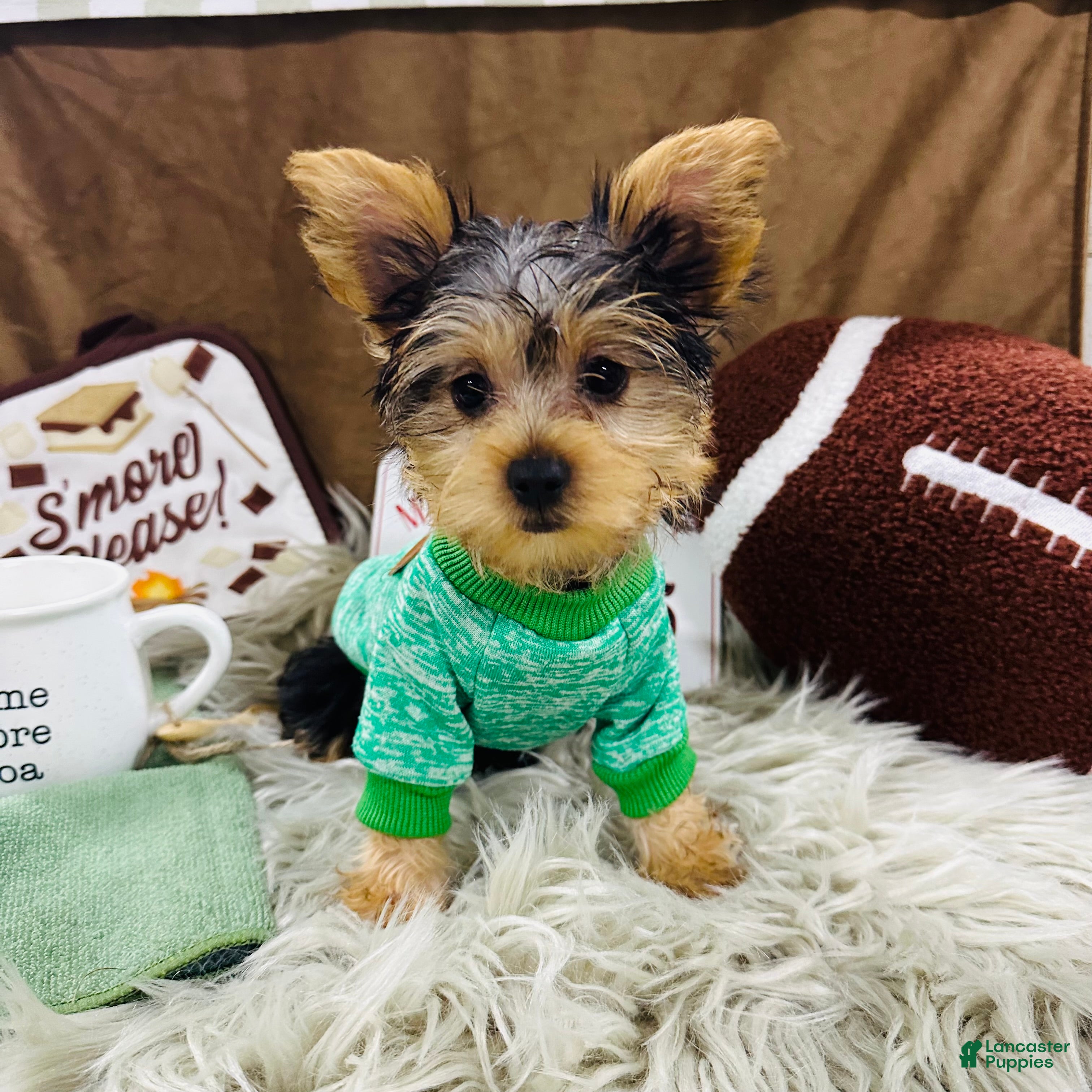 Yorkshire Terrier dogs Snickers - Ad 1