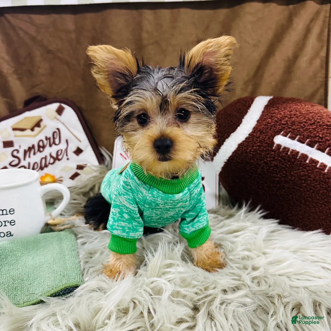Yorkshire Terrier dogs for sale: Snickers - Ad 1