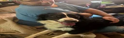 Australian Shepherd dogs for stud: Studs - Ad 2