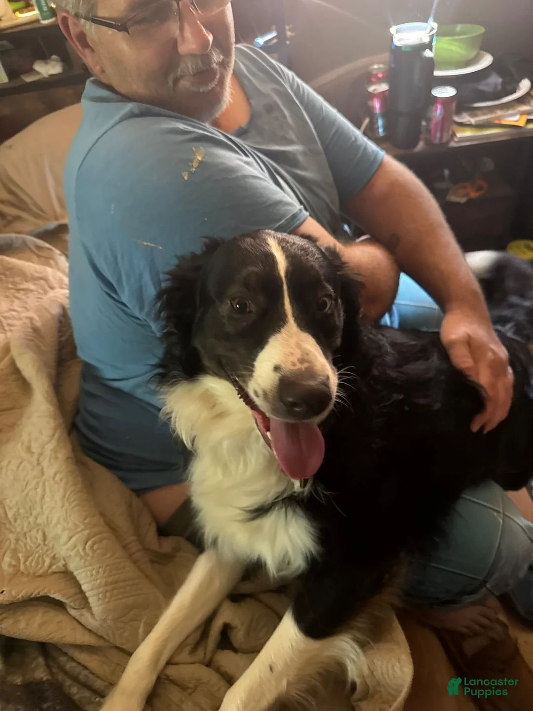 Australian Shepherd dogs for stud: Studs - Ad 2