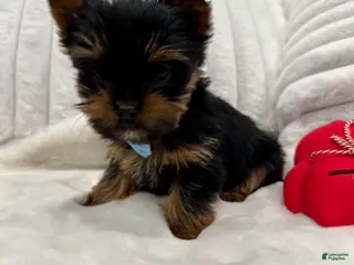 Yorkshire Terrier dogs Teacup Teddy- POTTY AND CRATE TRAINED home raised - Ad 19