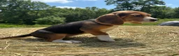 Beagle dogs for sale: Beagle 2 - Ad 3