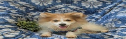 Pomeranian dogs for sale: Keno Genetic Testing - Ad 4