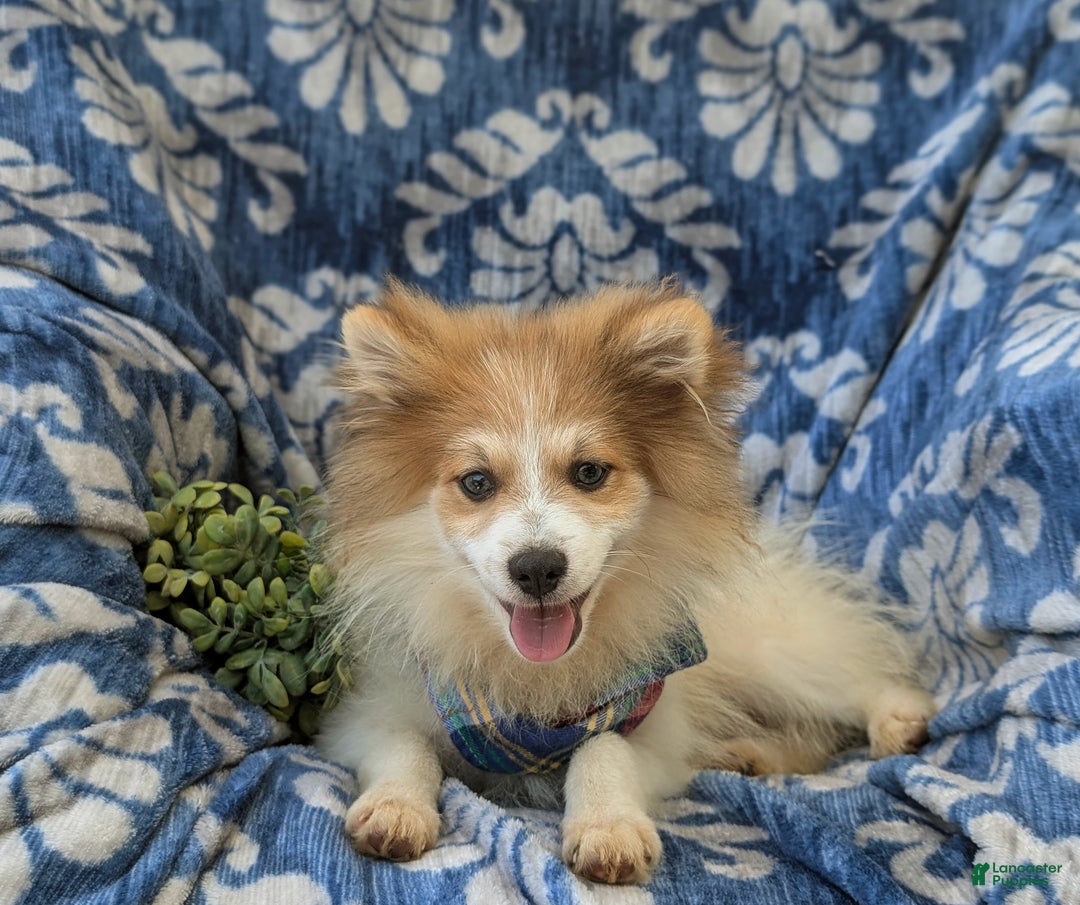 Pomeranian dogs for sale: Keno Genetic Testing - Ad 4