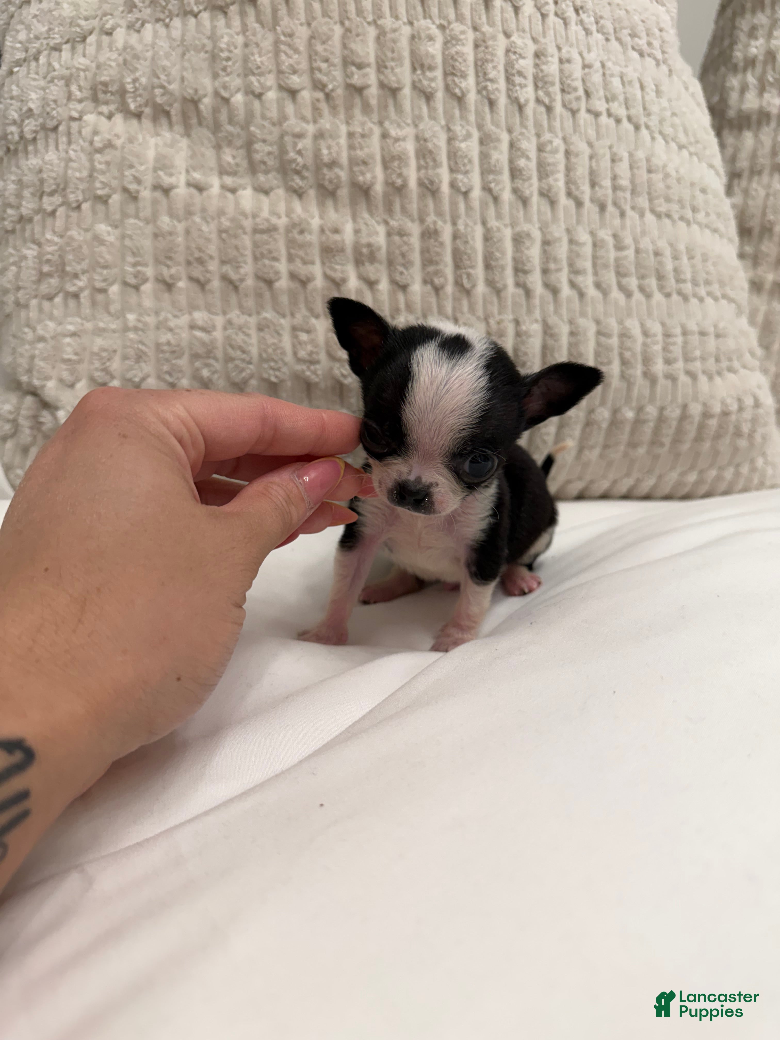 Chihuahua dogs MICRO TEACUP RARE CKC REGISTERED - Ad 1