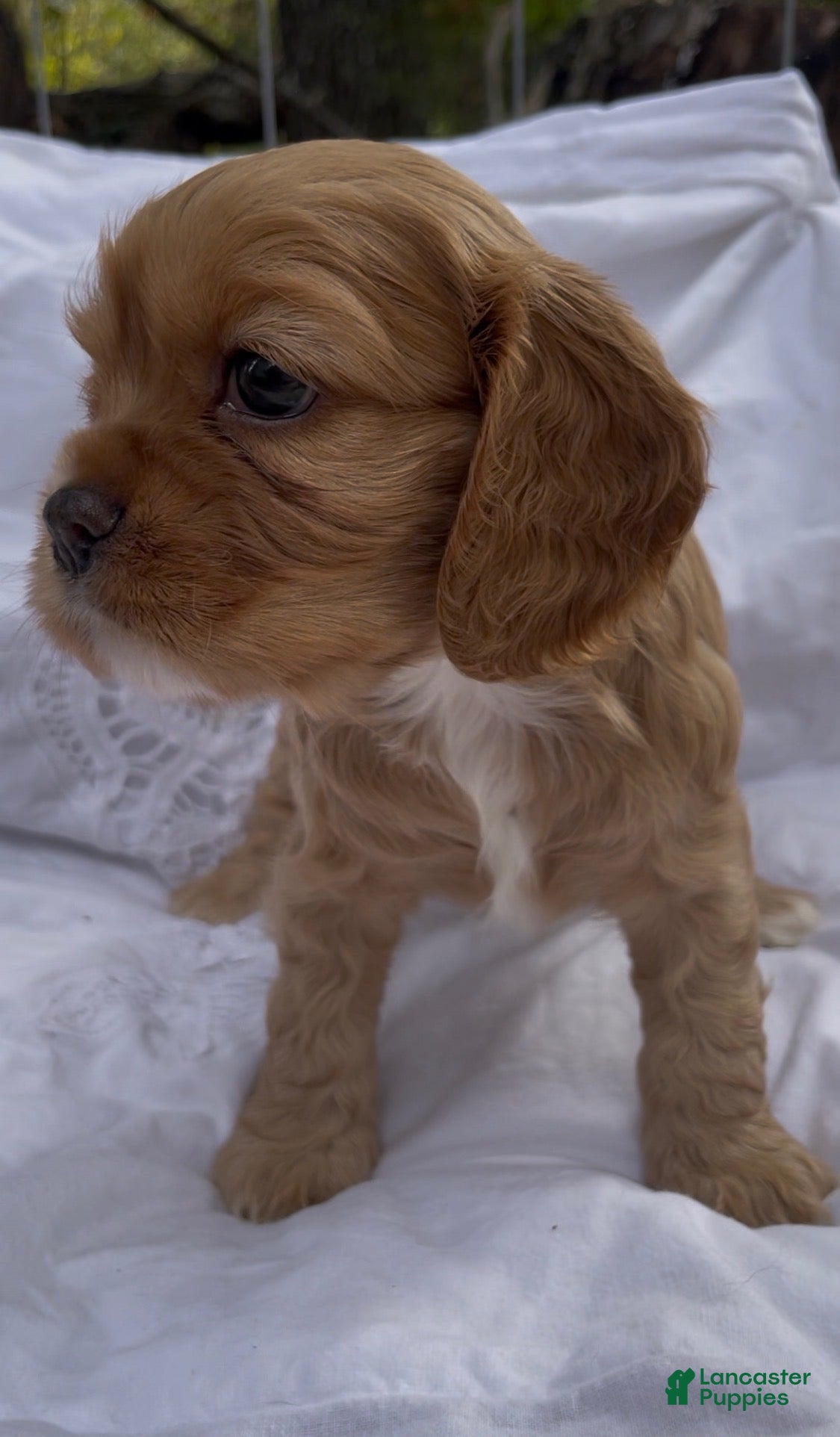 Mixed Breed dogs Noël - Ad 2