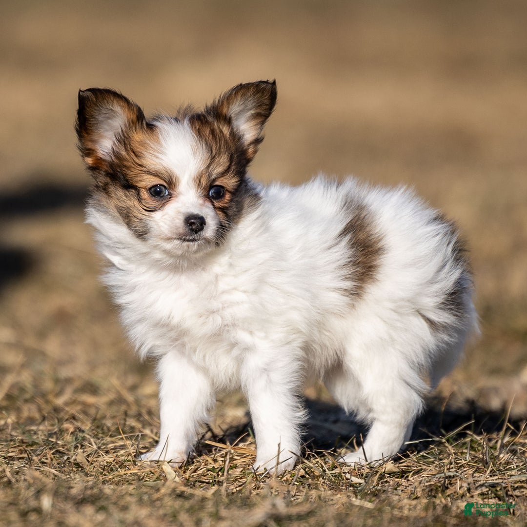 Papillon dogs for sale: Donte - Ad 1