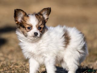 Papillon dogs Donte - Ad 1