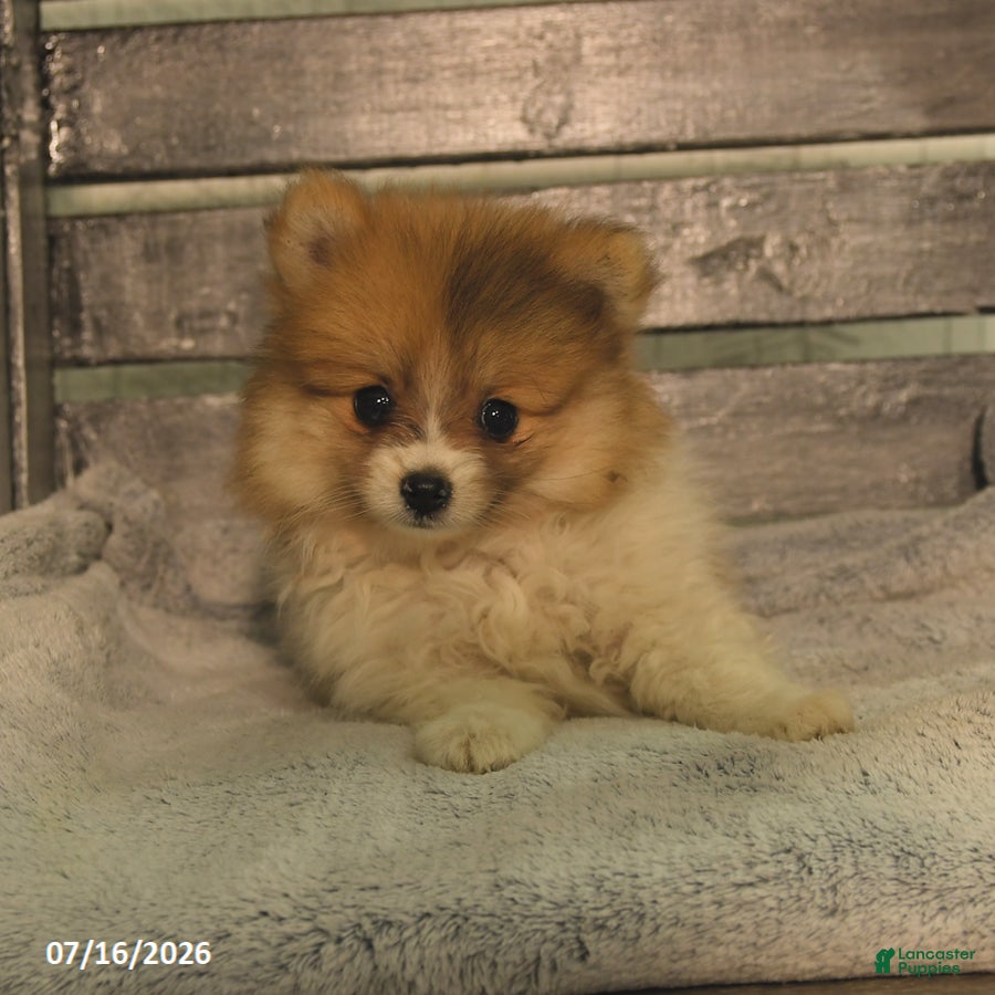 Pomeranian dogs Pearly - Ad 2