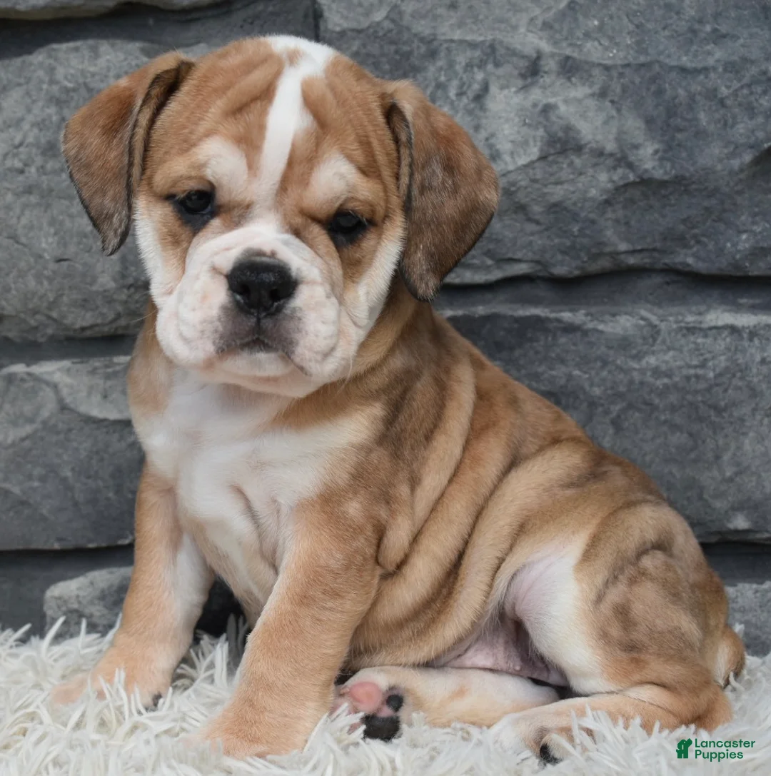 Beabull dogs for sale: Trixie  - Ad 1