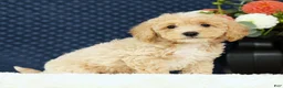 Bichpoo dogs for sale: Elsa - Ad 5