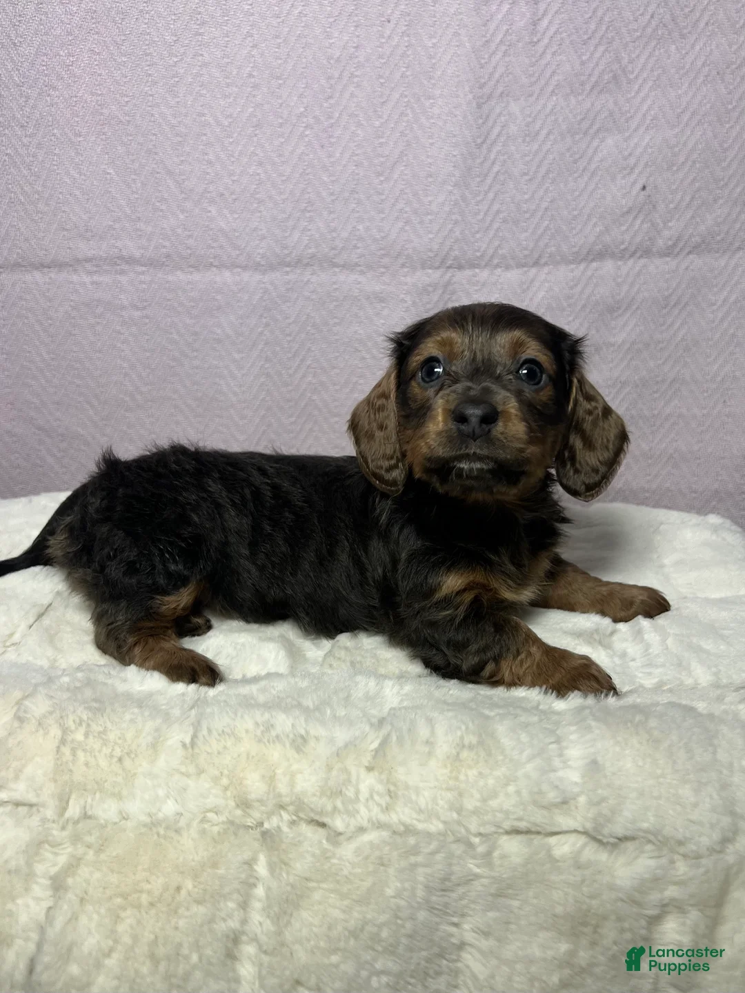Miniature Dachshund dogs for sale: Miniature Dachshund Puppy 2 - Ad 2