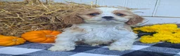 Cavapoo dogs for sale: Mr Andy - Ad 4